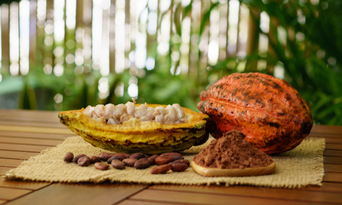 โกโก้ ประโยชน์และข้อควรระวังในการบริโภค