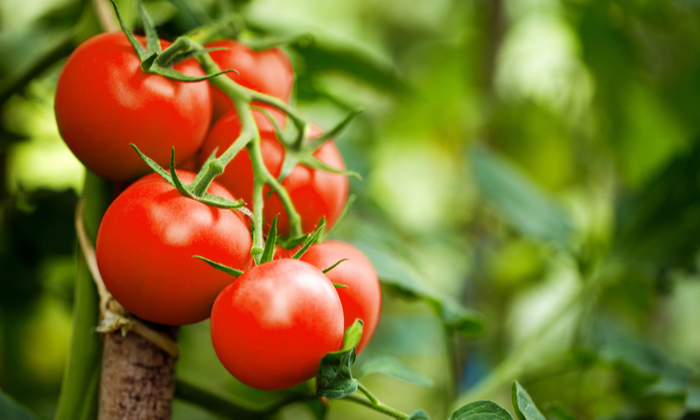 มะเขือเทศ ประโยชน์ต่อสุขภาพ และข้อควรระวังในการบริโภค