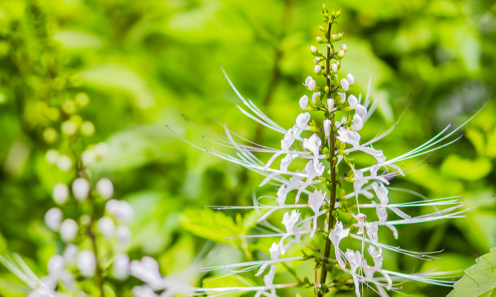 หญ้าหนวดแมว ประโยชน์และข้อควรระวังในการบริโภค