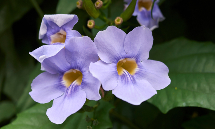 รางจืด ประโยชน์และข้อควรระวังในการบริโภค