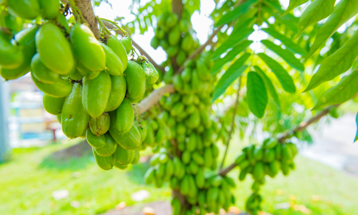 ตะลิงปลิง ประโยชน์และข้อควรระวังในการบริโภค