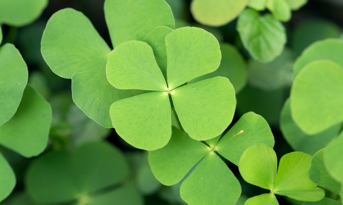 ผักแว่น ประโยชน์และข้อควรระวังในการบริโภค