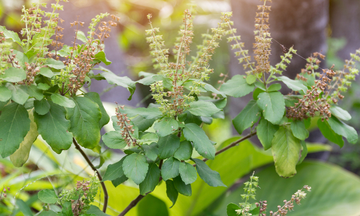 กะเพรา สรรพคุณ และคุณค่าทางโภชนาการ
