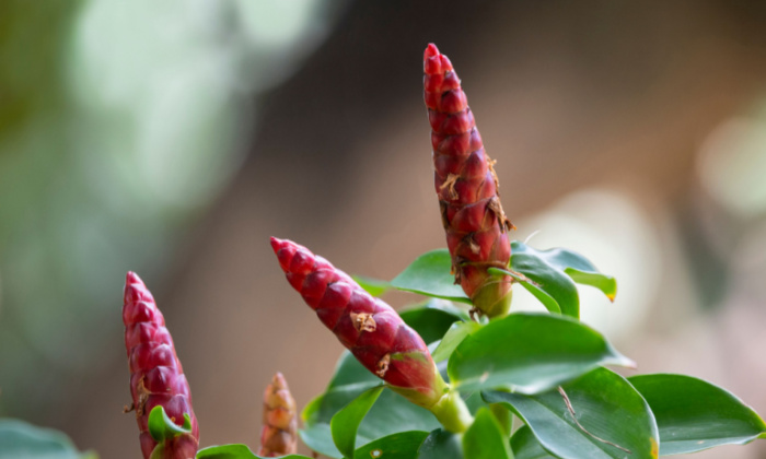 เอื้องหมายนา สรรพคุณต่อสุขภาพ และข้อควรระวังในการบริโภค