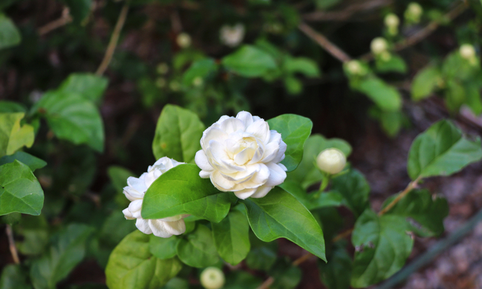 มะลิ คุณประโยชน์ต่อสุขภาพ และข้อควรระวังในการใช้