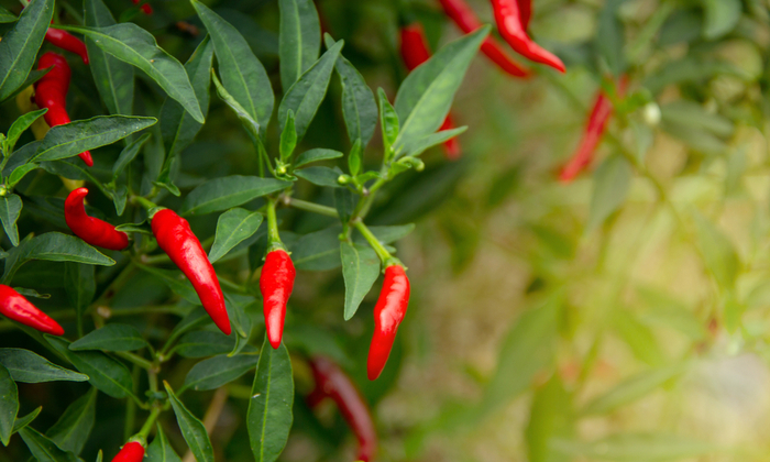 พริกขี้หนู ประโยชน์ต่อสุขภาพ และข้อควรระวังในการบริโภค