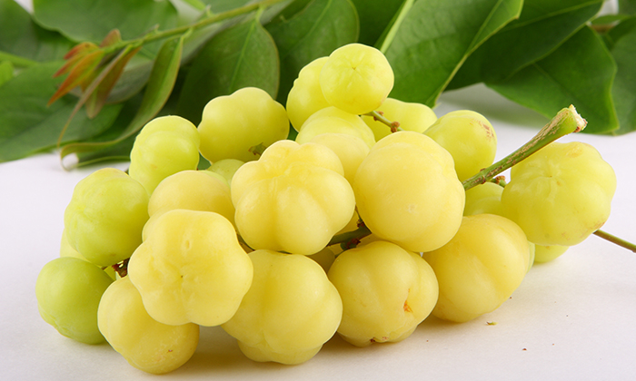 มะยม ประโยชน์และข้อควรระวังในการบริโภค