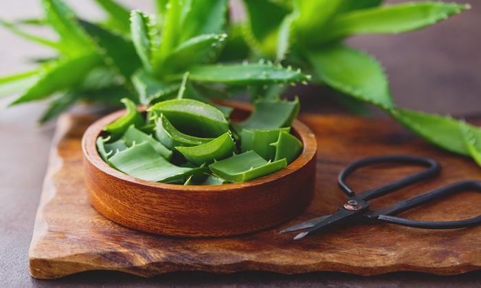 ว่านหางจระเข้ สรรพคุณ และข้อควรระวังในการบริโภค