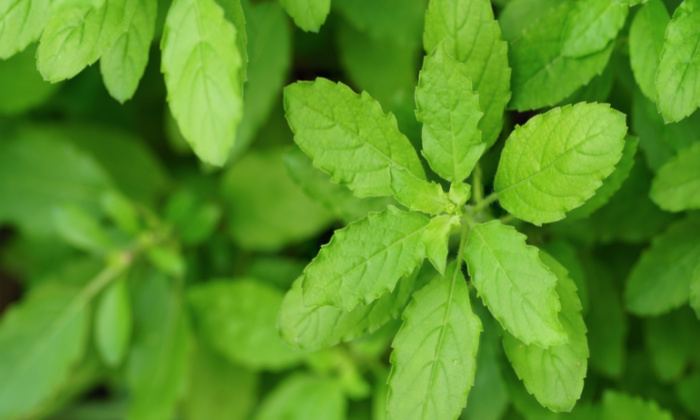 ใบกะเพรา ประโยชน์ และข้อควรระวังในการบริโภค