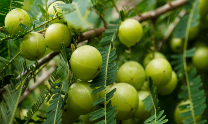 มะขามป้อม ประโยชน์ต่อสุขภาพ และข้อควรระวังในการบริโภค