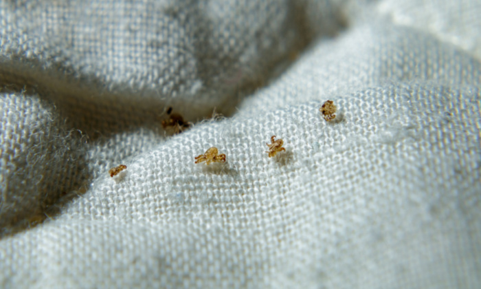 ตัวโลน คืออะไร เป็นอันตรายต่อผิวหนังหรือไม่