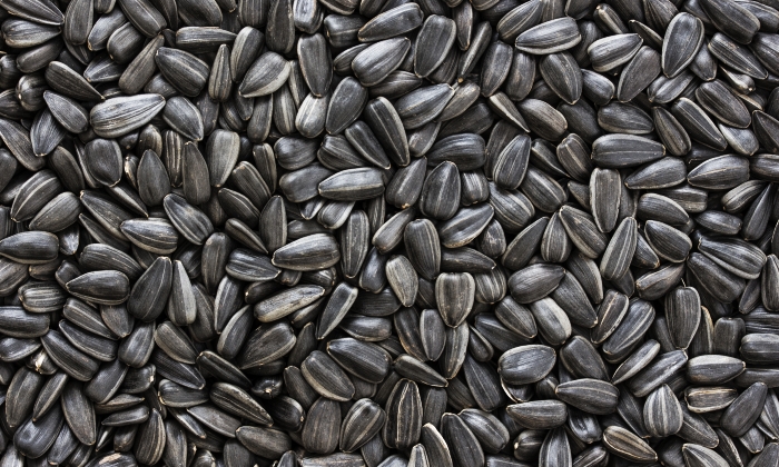 เมล็ดทานตะวัน คุณค่าทางโภชนาการ ข้อควรระวังในการบริโภค