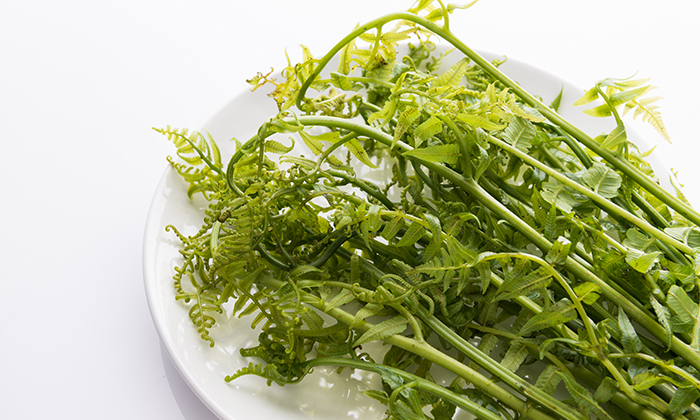 ผักกูด ประโยชน์และข้อควรระวังในการบริโภค