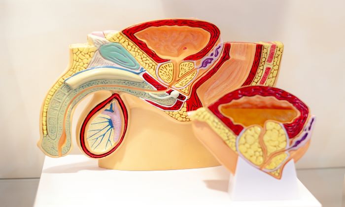 หลอดเก็บอสุจิ หน้าที่ และอาการผิดปกติที่ควรระวัง