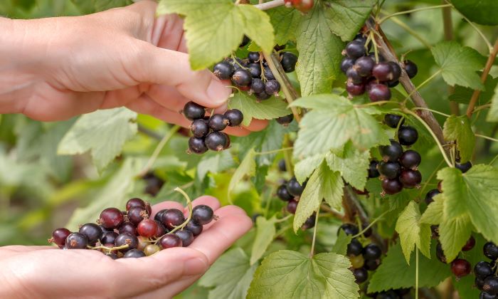 Black Currant (แบล็คเคอร์แรนท์) ประโยชน์ และข้อควรระวังการรับประทาน