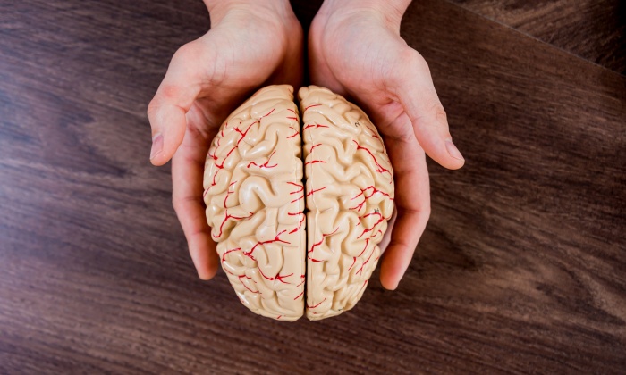 สมอง มีหน้าที่อะไร และวิธีดูแลสมองทำได้อย่างไรความสำคัญ