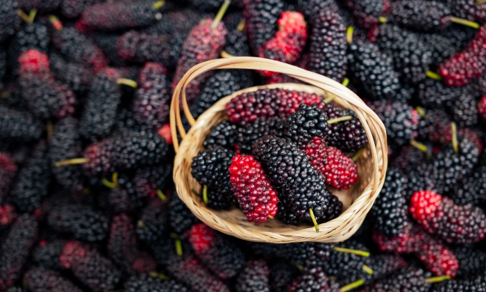 ลูกหม่อน ประโยชน์ และข้อควรระวังในการบริโภค