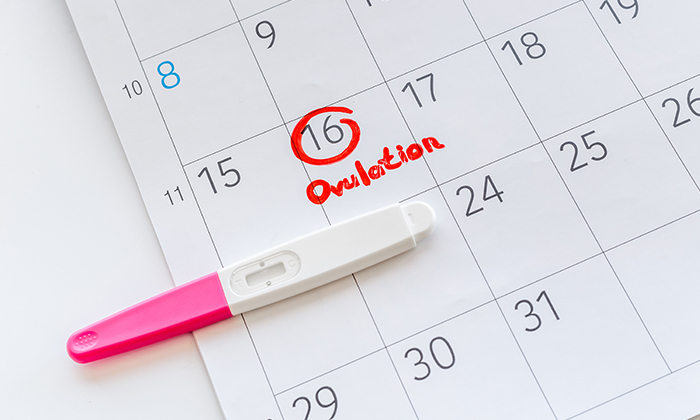 ไข่ตก เกี่ยวข้องอย่างไรกับการตั้งครรภ์