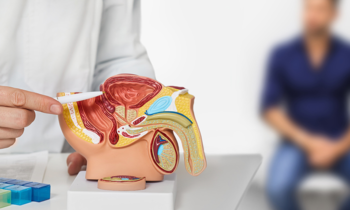 ต่อมลูกหมาก เกี่ยวข้องกับสุขภาพทางเพศอย่างไร