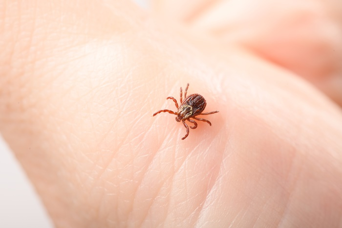 เห็บ กัด อาการเป็นอย่างไร เสี่ยงโรคอะไรบ้าง